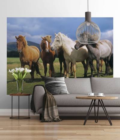 Komar Fototapete "Fototapete - Ponies - Größe 254 x 184 cm", bedruckt von Komar