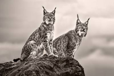 Papermoon Fototapete "Photo-Art XAVIER ORTEGA, ZWEI LUCHS AUF FELSEN" von Papermoon