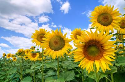 Papermoon Fototapete "Sunflower Field" von Papermoon