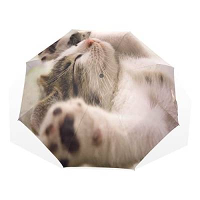 Regenschirm Niedliche Katze Schlafen Kätzchen Winddicht 3 Falten Regenschirm für Damen Herren Mädchen Jungen Unisex Ultraleicht Outdoor Reise Kompakt Regenschirm von TropicalLife