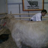 Ich weiß es hat ichts mit Fashion zu tun aber ich würde gerne mal eure Meinung hören. Welches schottische Hochlandrind findet ihr schöner? Links in weiß von der grünen Woche oder rechts mein kleiner Diego? :D