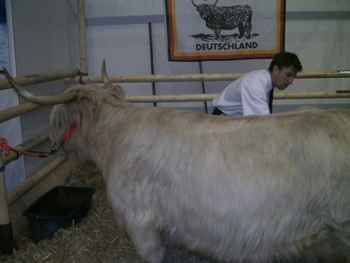 Ich weiß es hat ichts mit Fashion zu tun aber ich würde gerne mal eure Meinung hören. Welches schottische Hochlandrind findet ihr schöner? Links in weiß von der grünen Woche oder rechts mein kleiner Diego? :D Ich weiß es hat ichts mit Fashion zu tun aber ich würde gerne mal eure Meinung hören. Welches schottische Hochlandrind findet ihr schöner? Links in weiß von der grünen Woche oder rechts mein kleiner Diego? :D