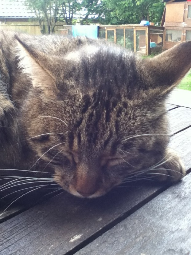 Katze ^^. <3