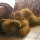 Achja und hier ist mein kleiner persönlicher Osterhase :))