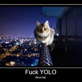 Fuck YOLO! I'm a cat.