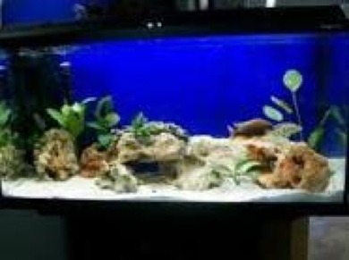 heyihrlieben ich möchte mirein aquarium mit fischen anschaffen (ca 30-40l).  wasbrauch ich da alles für zubehör? hat jemand erfahrung? es werden süßwasserfische sein