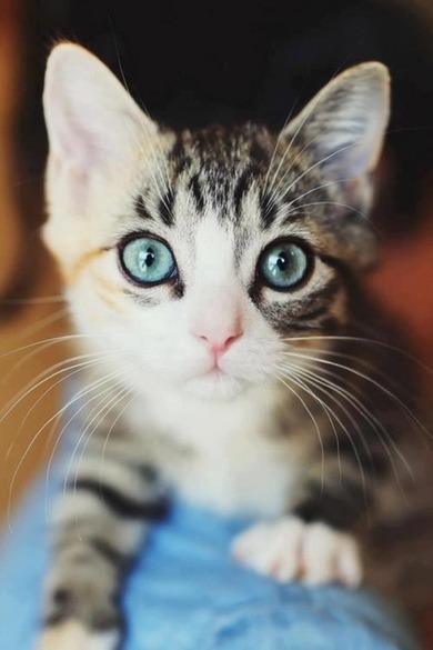 Wer liebt Katzen auch?? <3