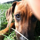 sweety