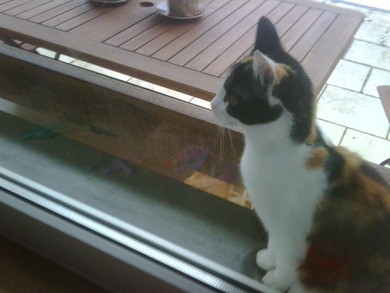 Mein kleiner Tiger. Rawwrr :D Mein kleiner Tiger. Rawwrr :D
