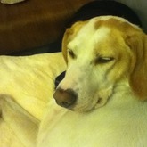 Samsung Galaxy ACE oder Samsung ACE 2? bitte Kommis Sorry ist kein Look