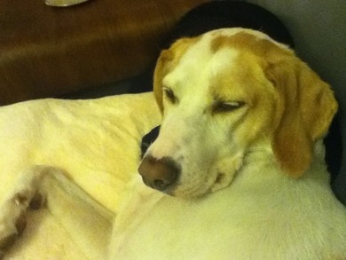 Samsung Galaxy ACE oder Samsung ACE 2? bitte Kommis Sorry ist kein Look