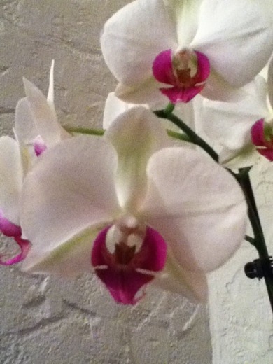 hat jemand eine idee für mein abschlussprojekt ???hilfe !