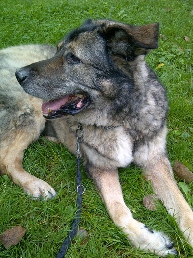 R.I.P Tasso mein Hund er geht mir voll ab gehts euch auch so wenn ihr ein Tier verliert =(