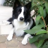 was sagt ihr zu meinem hund? ;)