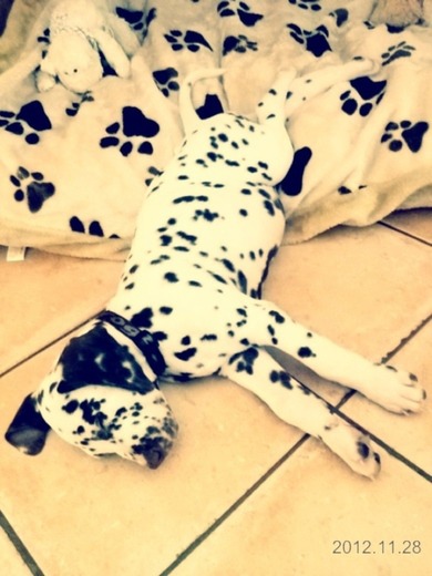 so hab jetz endlich die 70 follower voll :) wobei ih dachte es gibt hier gar net so viele user :D (instagram könnt ich auch noch welche brauchen :) @bellasfotography ) und das is mein baby <3 heute home gekommen