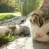 Meine Katze :D <3