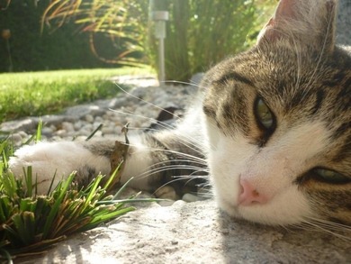 Meine Katze :D <3 Meine Katze :D <3