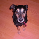 My Doggy <3 Habt Ihr Auch Haustiere? :)