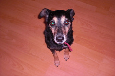 My Doggy <3 Habt Ihr Auch Haustiere? :) My Doggy <3 Habt Ihr Auch Haustiere? :)