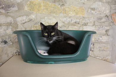 Hey ich hab nen neues Kätzchen ausm Tierheim , die habn Sie Sally genannt, aber die hört nich drauf... gibts nen cooleren Namen is ganz schön wild abr auch sehr schmusig 2 years old  ^o^...