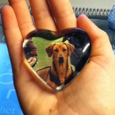 1. Geschenk im Adventskalender   mein Hundi:)