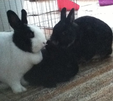 meine zwergkaninchen:)