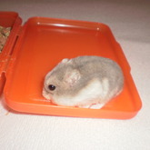 ist er nicht sweet(mein zwerghamster)