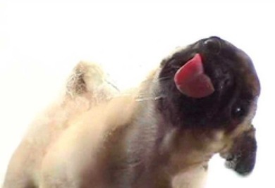Mops :D ihr braucht es nicht Liken aber bitte keine fießen Kommis, denn ich find ihn voll Zucker