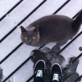 wie findet ihr meine vans ? :)