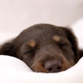 Findet ihr meinen Hund süß?