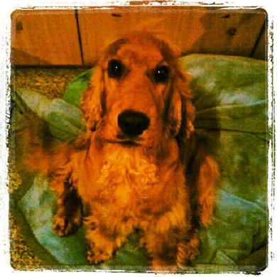 Mein 2ter Schatz!!
Der 1 ist im PB!
Ich liebe Hunde!!
Wer noch??
Kommis :) Mein 2ter Schatz!!
Der 1 ist im PB!
Ich liebe Hunde!!
Wer noch??
Kommis :)