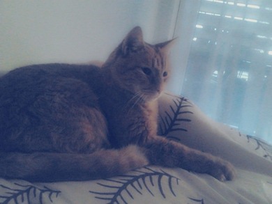 Wer hat haustiere und as für welche?! 
und ist der nicht süss 'mein kater' <3  =)