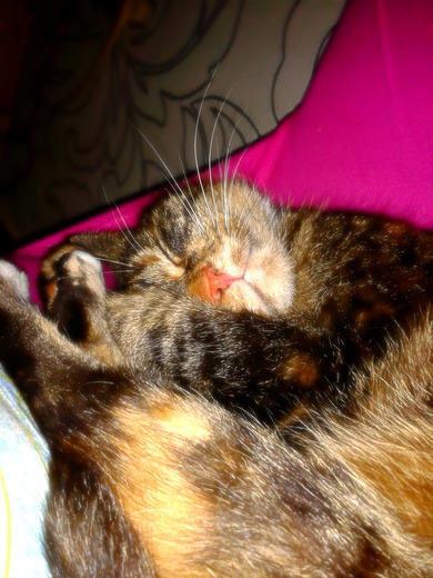 Meine Katze :) Sunshine heisst sie!!
Love it or Hate it ??