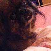 mein hund ^-^ <3
