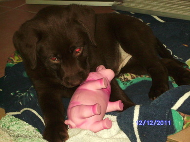 mein hund ca.3monate alt