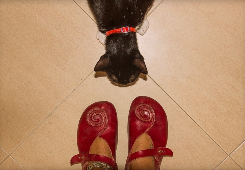 Caracola von BIOWORLD