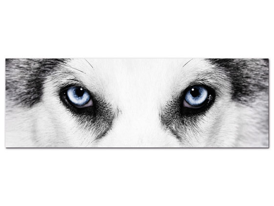 Wandbild Husky Hund Gesicht Tier von GrazDesign