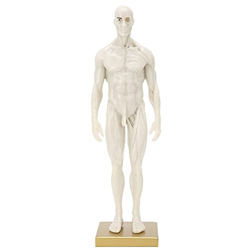 Körpermuskel-Knochenmodell, Muskel-Skelett-Strukturmodell aus Harz, männliches Körpermodell, simuliert Muskelstrukturmodell für Heimschullabors für Lehrer und Schüler von 01 02 015