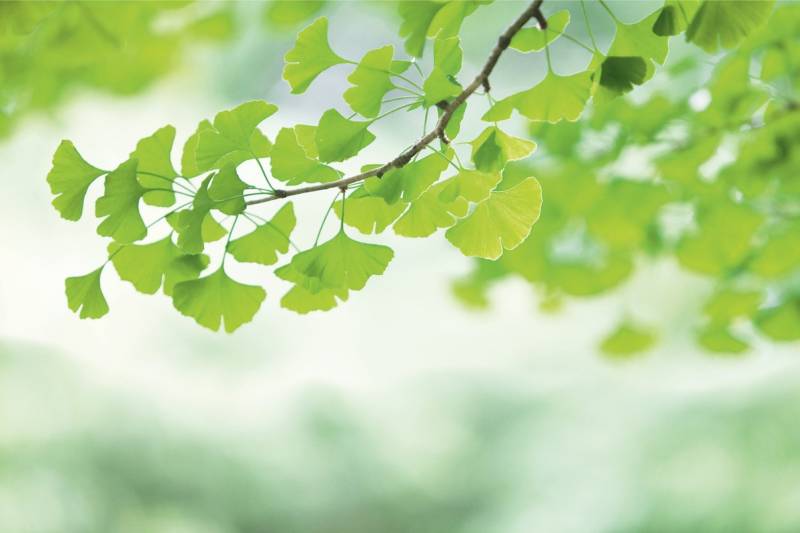 A.S. Création Vliestapete "Fototapete Ginkgo-Blätter in Grün Naturmotiv" matt glatt von A.S. Création