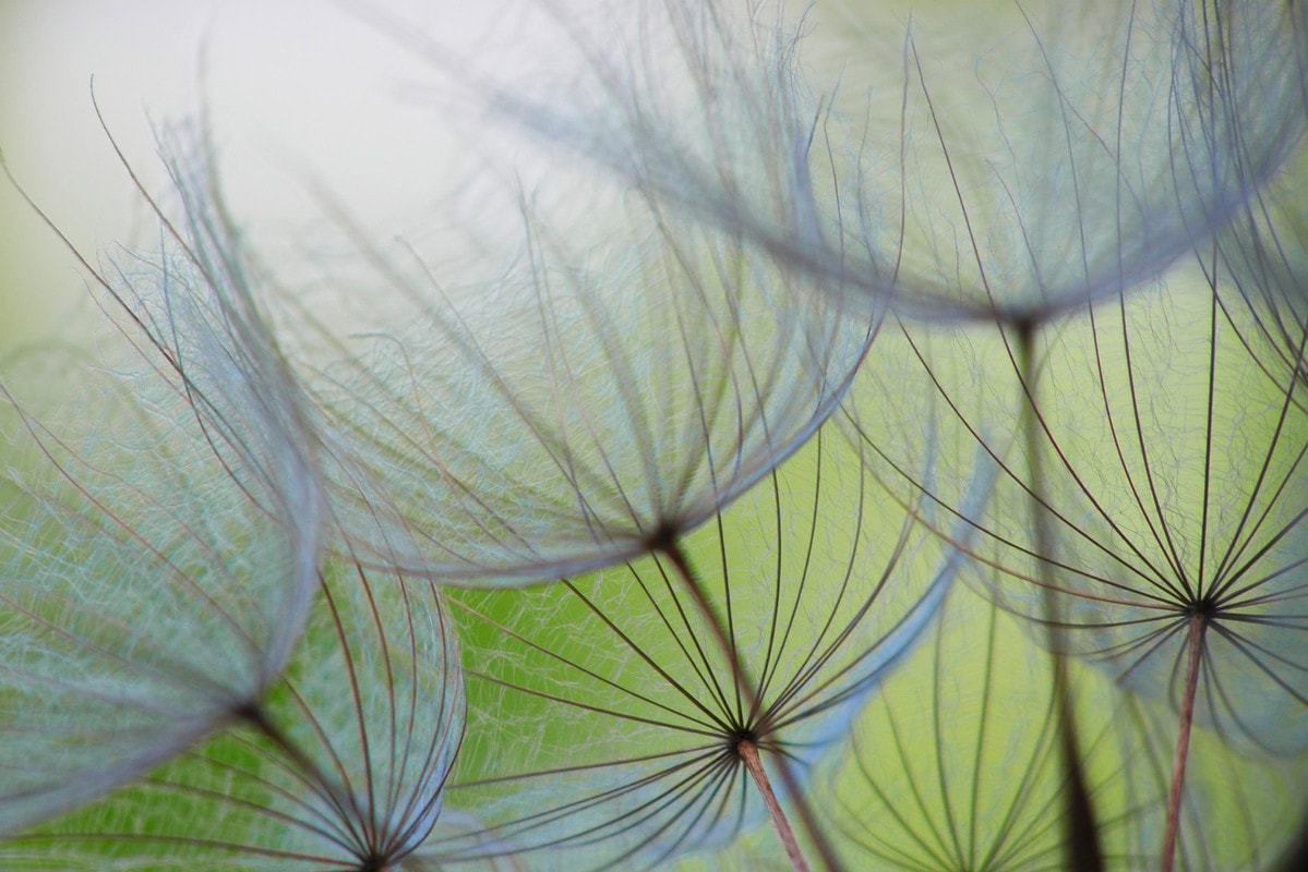 A.S. Création Vliestapete "Fototapete Pusteblume Nahaufnahme Grün Blau" matt glatt von A.S. Création