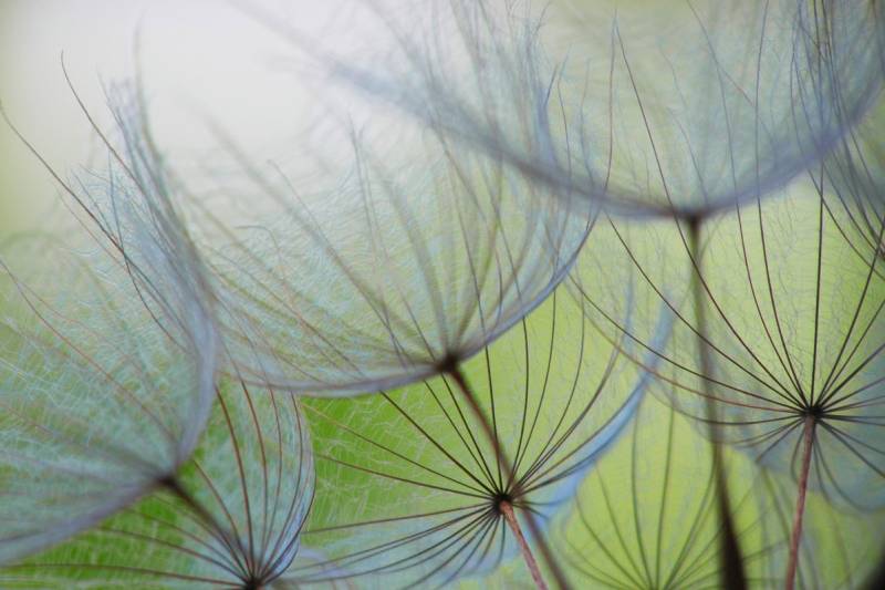 A.S. Création Vliestapete "Fototapete Pusteblume Nahaufnahme Grün Blau" matt glatt von A.S. Création