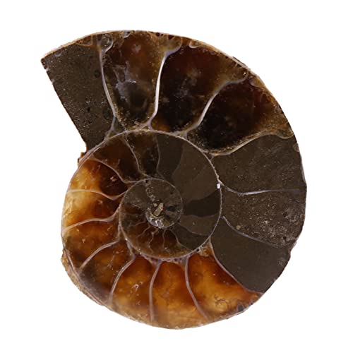 Authentische Ammonitenfossilien Im 2er-Set für Unterricht und Heimdekoration – Natürliche Versteinerte Muscheln 2 cm aus Madagaskar – Einzigartige Historische Steine ​​und von ACOGEDO