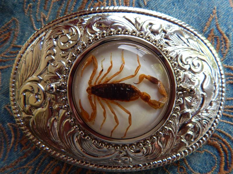 Neue Exclusive Skorpion Oval Gürtelschnalle Silberfarben Metal Damen Herren Western Goth von AMERICANMAGIC