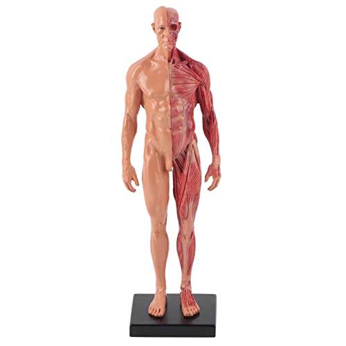 Männliches anatomisches Modell,Körpermodell 30 Cm Harz Männliche Muskel-Skelett-Struktur Skulptur Körpermodell Anatomisches Modell Lehrorgane Modell von ANGGREK