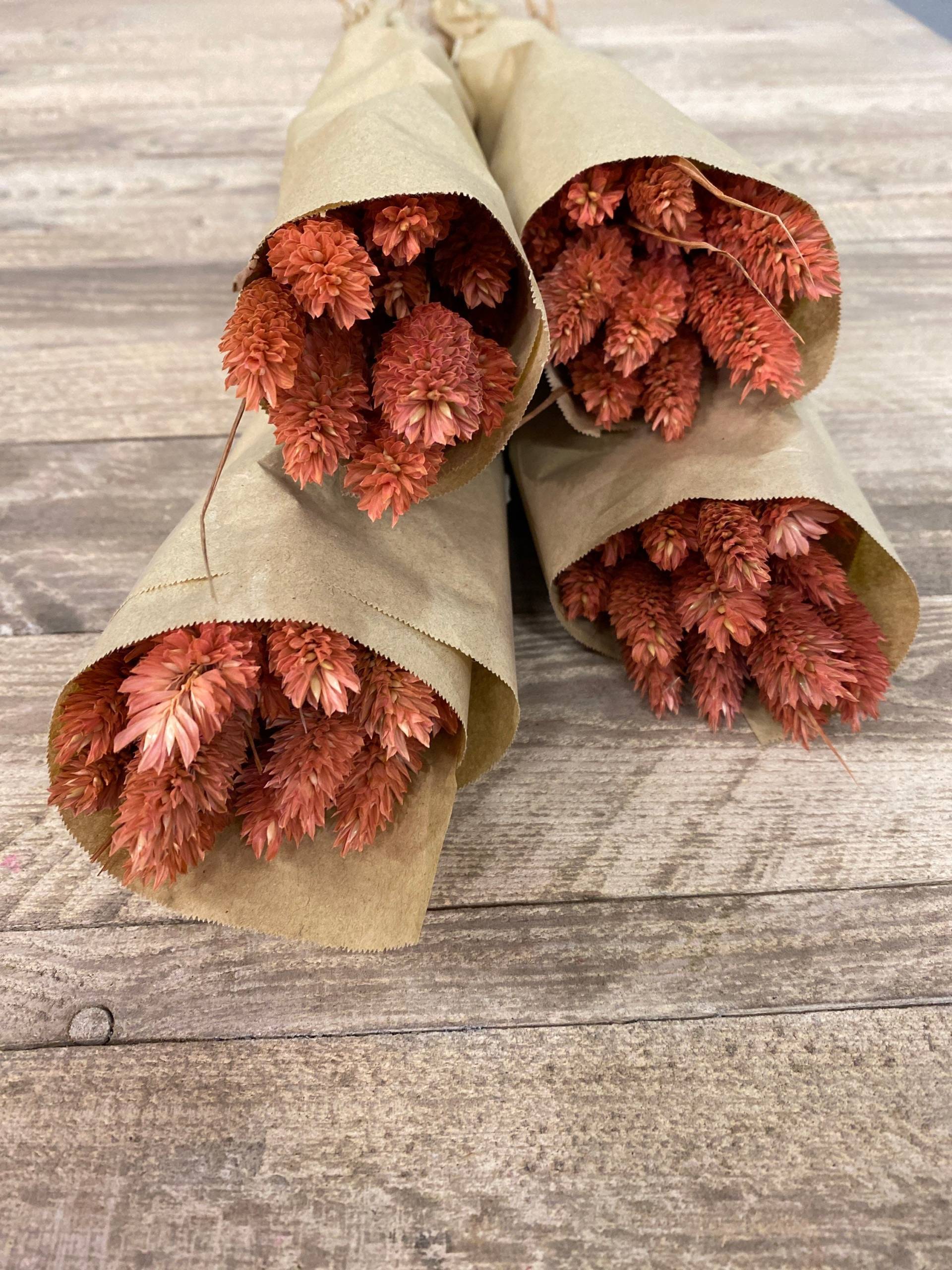 Phalaris, Verschiedene Farben Phalaris, Verschiedene Farben von Achilleashop