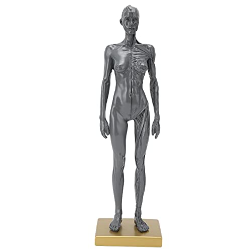 30 cm Menschliches Anatomiemodell, Harz Muskelanatomiemodell Weibliches Muskel-Skelett-Strukturmodell Menschliches Muskelstrukturmodell Skulptur Lehre von Agatige