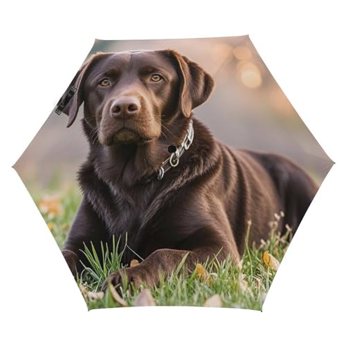 Anceky UV-Regenschirm – Kompakter 7,5-Zoll-Reiseschirm mit braunem Labrador Retriever-Aufdruck. Leichter, automatischer, robuster, wasserdichter Taschenschirm für Damen, Herren und Jugendliche Anceky UV-Regenschirm – Kompakter 7,5-Zoll-Reiseschirm mit braunem Labrador Retriever-Aufdruck. Leichter, automatischer, robuster, wasserdichter Taschenschirm für Damen, Herren und Jugendliche von Anceky