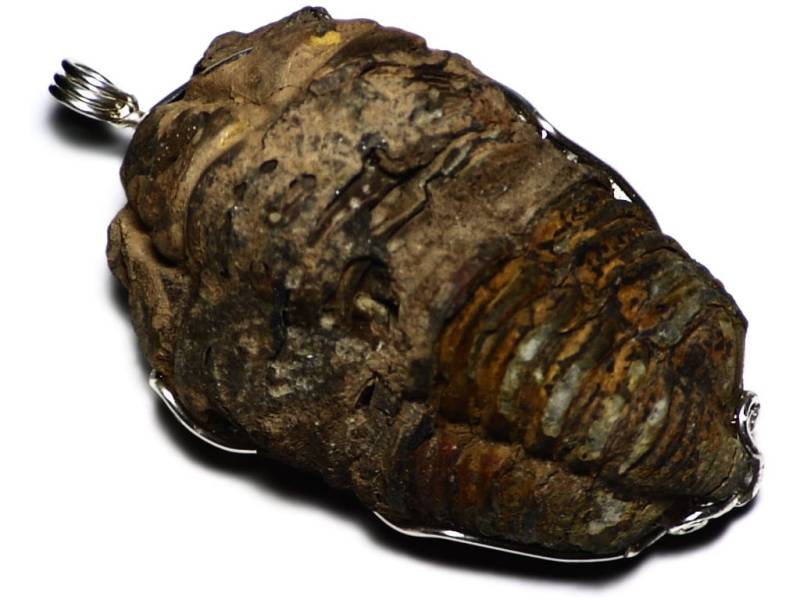 Große Trilobit Anhänger, Große Fossil Schmuck in Sterling Silber, Echte Statement Halskette, Riesige Schmuck, Fossile Herren Halskette von AngryTurtle