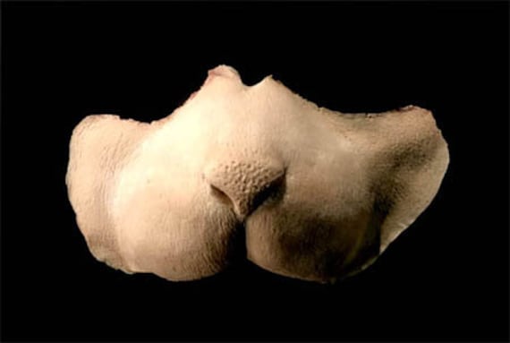 Special Fx - Halloween Charakter Make-Up Schaumlatex Katzen-Nasenprothetik von ApeShark