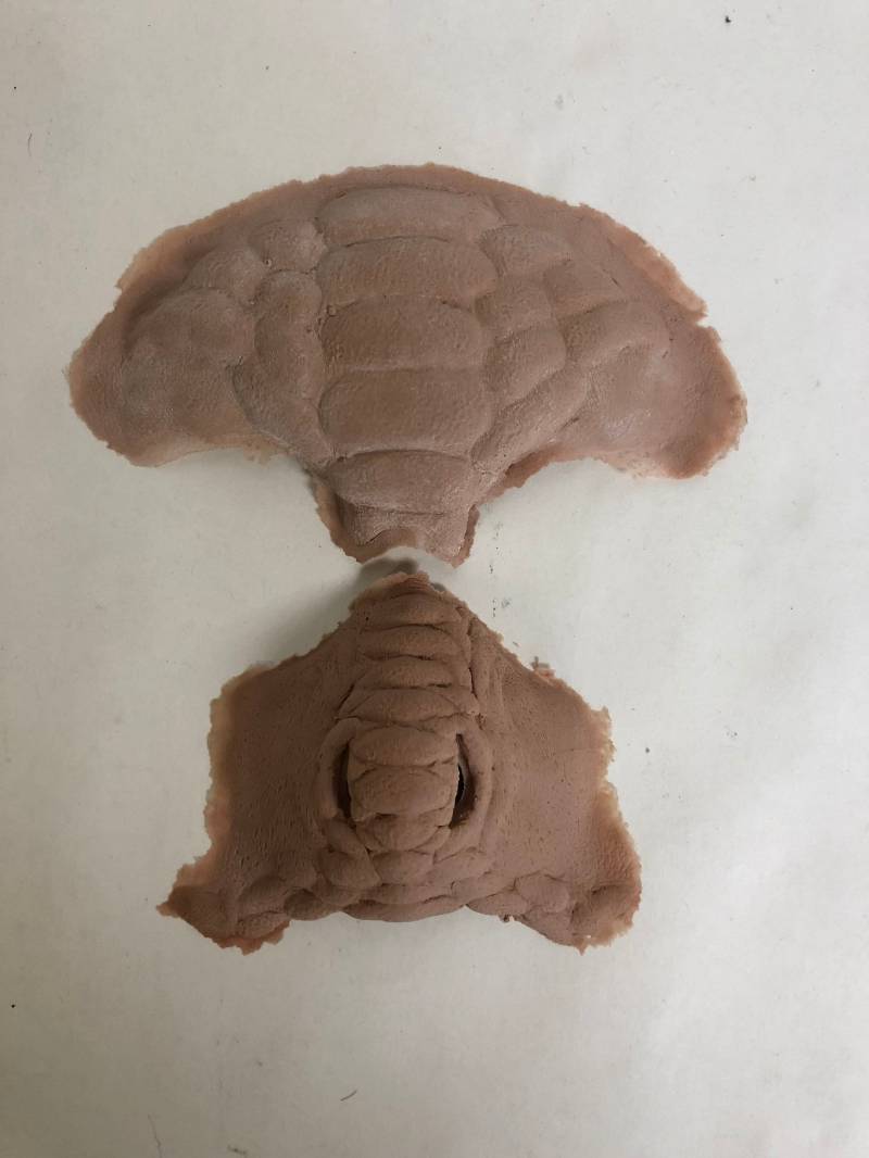 Special Fx Make-Up - Schlange/Eidechse Schaumlatex Prothetik Stirn & Nase von ApeShark